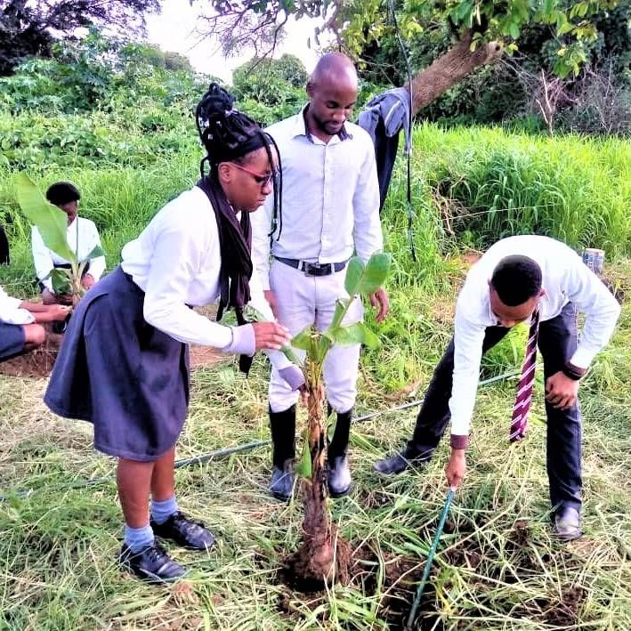 banana-planting