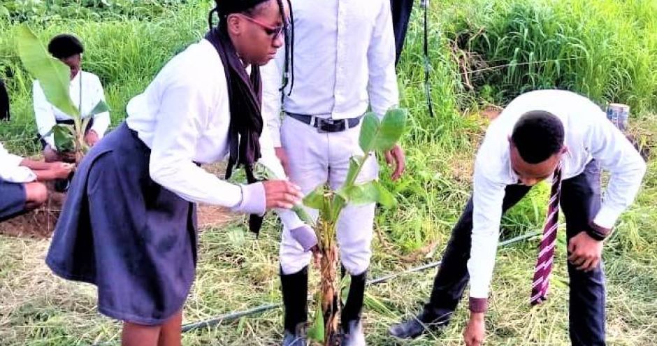 banana-planting